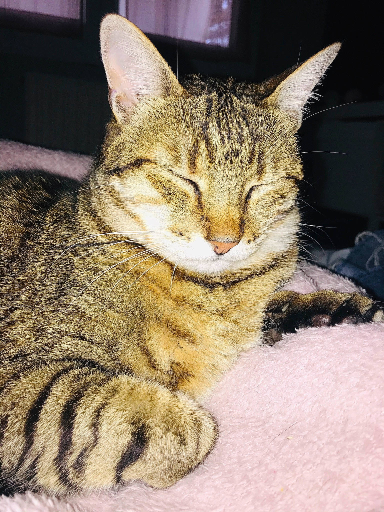 Rita a rejoint le concours — aidez-le/la à gagner de superbes lots ! aegean_cat, american_shorthair, asian, california_spangled, carnivore, cat, domestic_short_haired_cat, dragon_li, egyptian_mau, european_shorthair, felidae, kitten, mammal, pixie_bob, small_to_medium_sized_cats, snout, tabby_cat, vertebrate, whiskers, wild_cat