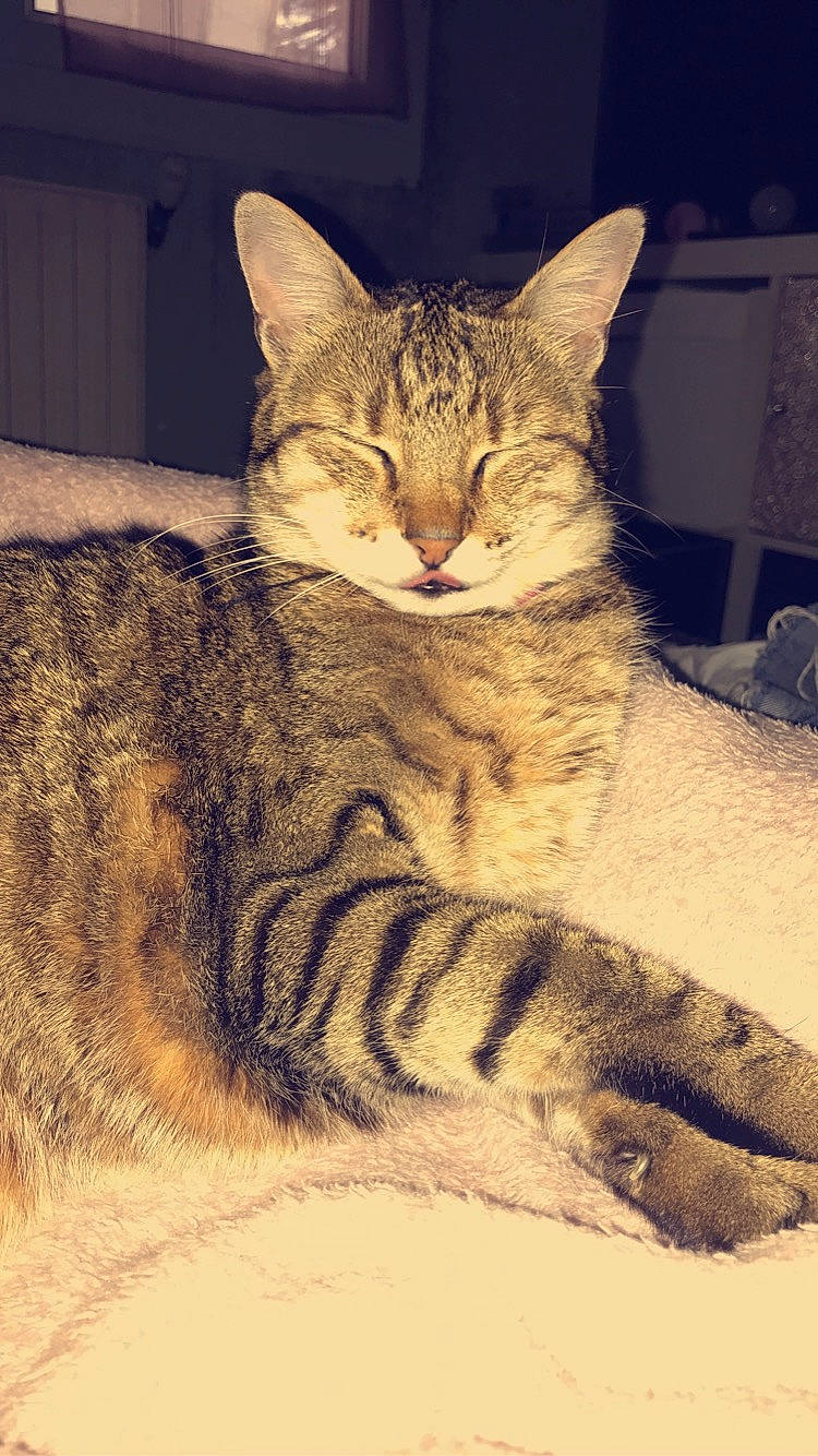 Rita participe au concours pour gagner de l'argent avec cette photo : aegean_cat, asian, australian_mist, california_spangled, carnivore, cat, chausie, domestic_short_haired_cat, dragon_li, egyptian_mau, european_shorthair, felidae, mammal, ocicat, small_to_medium_sized_cats, snout, tabby_cat, vertebrate, whiskers, wild_cat