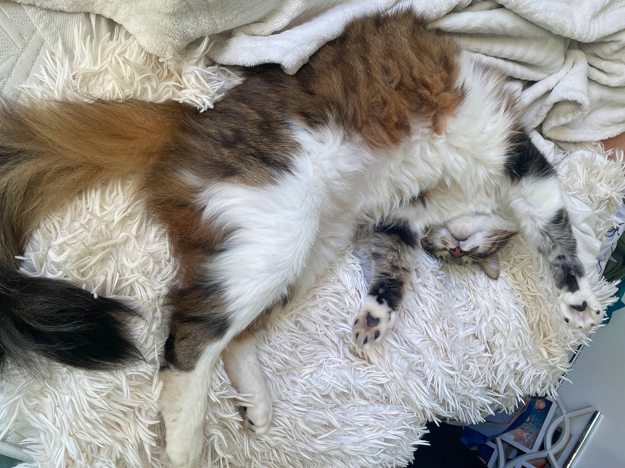 Titus a rejoint le concours — aidez-le/la à gagner de superbes lots ! canidae, carnivore, claw, comfort, companion_dog, dog_breed, fawn, felidae, fur, liver, natural_material, paw, small_to_medium_sized_cats, snout, sporting_group, tail, terrestrial_animal, whiskers, wool, working_animal