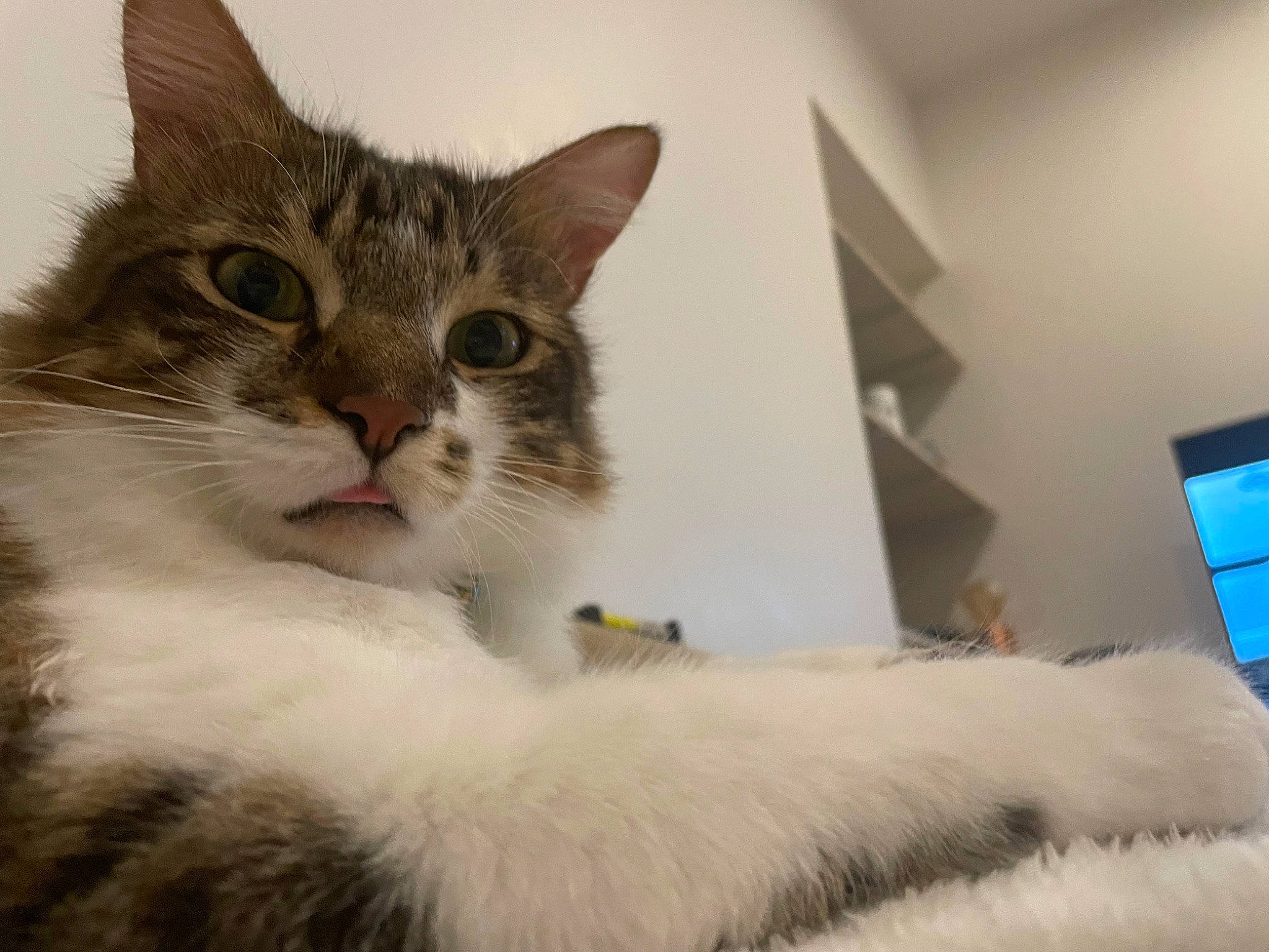 Titus a rejoint le concours — aidez-le/la à gagner de superbes lots ! carnivore, cat, claw, comfort, display_device, domestic_short_haired_cat, felidae, fur, paw, small_to_medium_sized_cats, snout, tail, whiskers