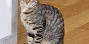Pépète participe au concours pour gagner de l'argent avec cette photo : abyssinian, animal, cat, egyptiancat, hardwood, kitten, manx, pet, wood