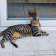 Pépète participe au concours pour gagner de l'argent avec cette photo : animal, cat, domestic_cat, door, ears, eyes, feline, glass_door, lying_down, outdoor, paws, pet, reflection, relaxed, resting, side_view, striped, tabby_cat, tiles, whiskers