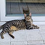 animal, cat, domestic_cat, door, ears, eyes, feline, glass_door, lying_down, outdoor, paws, pet, reflection, relaxed, resting, side_view, striped, tabby_cat, tiles, whiskers