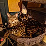 Malice participe au concours pour gagner de l'argent avec cette photo : cat, tabby_cat, tortoiseshell_cat, cat_tree, indoor, pet, feline, cozy, snuggling, sleeping, furry, animal, mammal, resting, cute, domestic_animal, warm_lighting, home, relaxing, companion