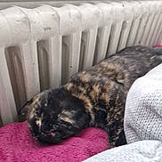Malice a rejoint le concours — aidez-le/la à gagner de superbes lots ! cat, sleeping, tortoiseshell, pet, indoor, blanket, radiator, cozy, resting, fur, animal, mammal, relaxing, pink_towel, grey_blanket, domestic, feline, closeup, bedroom, comfort