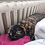 animal, bedroom, blanket, cat, closeup, comfort, cozy, domestic, feline, fur, grey_blanket, indoor, mammal, pet, pink_towel, radiator, relaxing, resting, sleeping, tortoiseshell