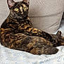 animal, blanket, cat, cozy, cushion, cute, domestic, ears, feline, fur, home, indoor, lying_down, pet, portrait, relaxed, resting, tortoiseshell, whiskers, yellow_eyes