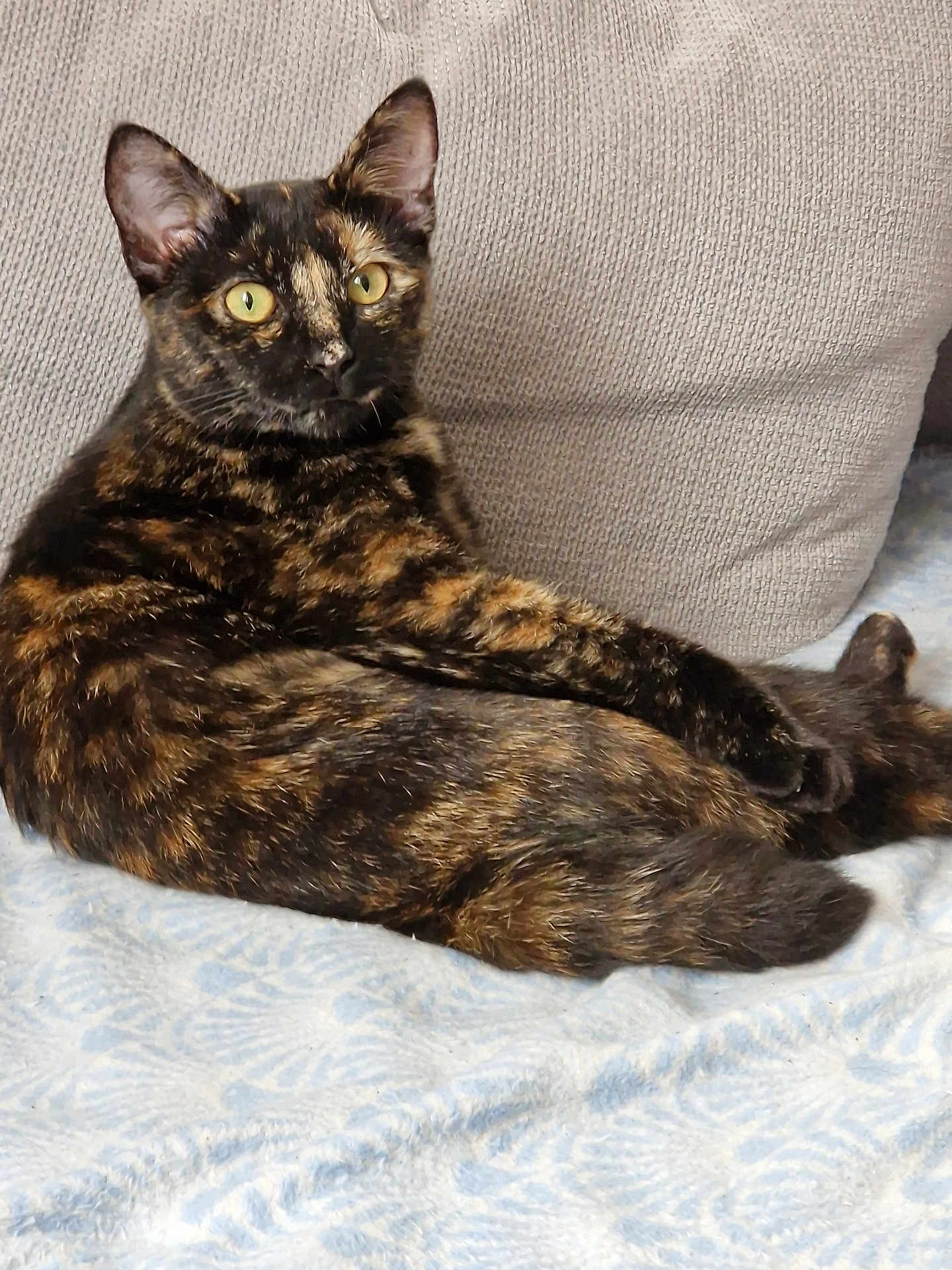 Malice participe au concours pour gagner de l'argent avec cette photo : cat, tortoiseshell, pet, animal, feline, resting, indoor, blanket, cushion, relaxed, fur, ears, whiskers, yellow_eyes, portrait, cozy, home, domestic, cute, lying_down