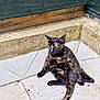 Malice participe au concours pour gagner de l'argent avec cette photo : cat, tortoiseshell, animal, pet, sitting, relaxed, corner, floor, tiles, outdoor, wall, green_mesh, fur, cute, domestic_animal, sunlight, resting, one_animal, mammal, whiskers