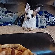 Peanut is registered to the contest to win money with this photo: dog, blanket, couch, leather, indoor, pet, small_dog, ears, resting, cozy, fur, brown, white, black, comfort, home, relaxing, animal, wrapped, seated