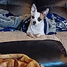 dog, blanket, couch, leather, indoor, pet, small_dog, ears, resting, cozy, fur, brown, white, black, comfort, home, relaxing, animal, wrapped, seated