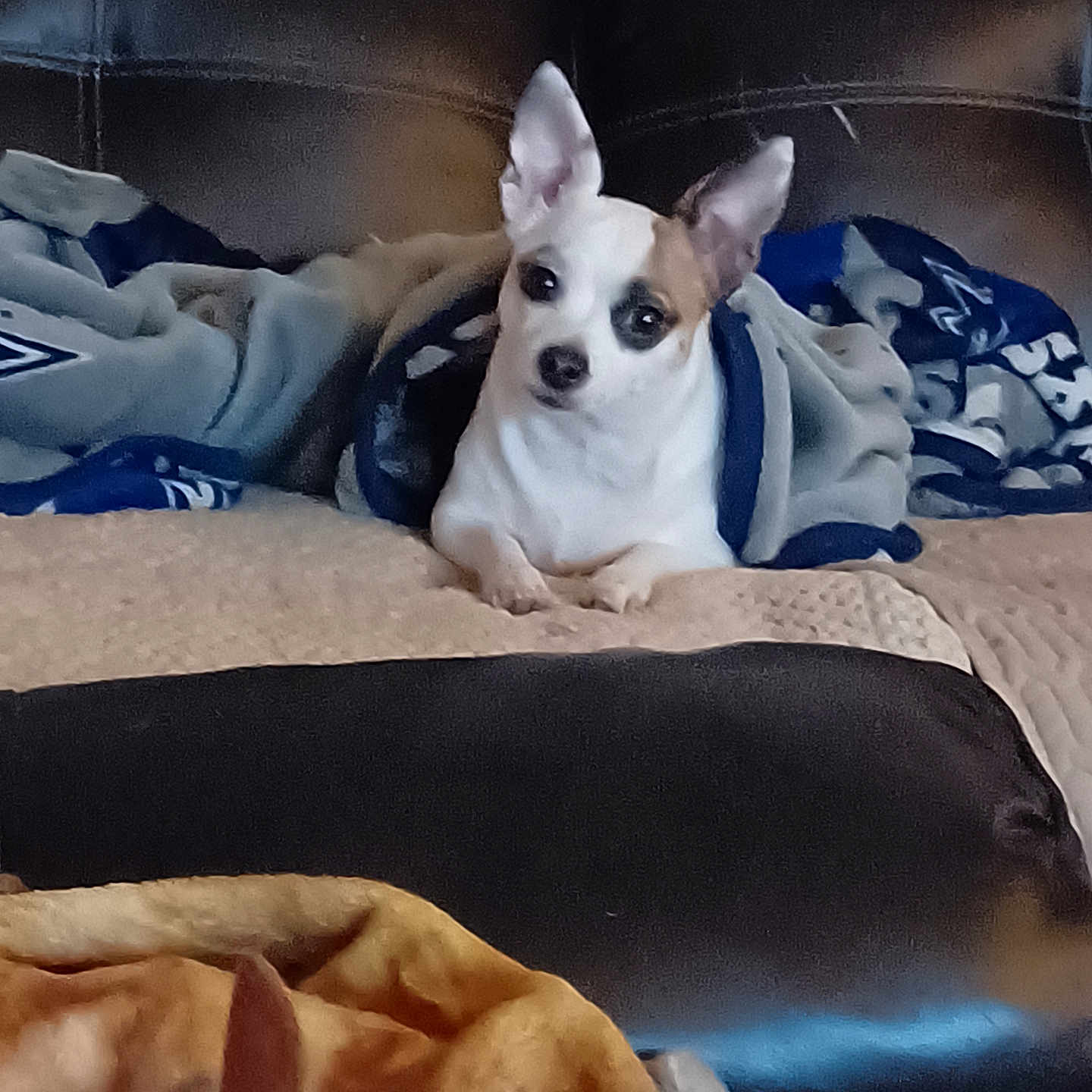 Peanut