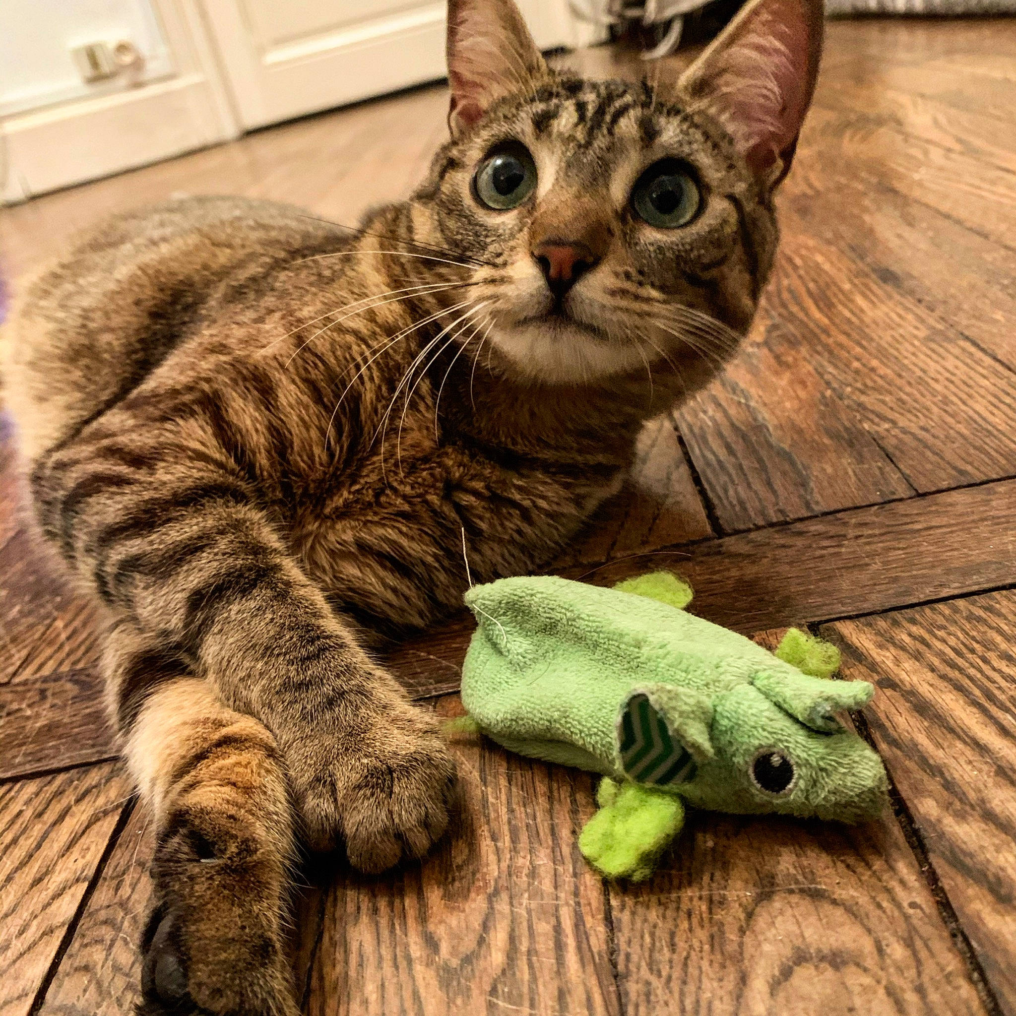 Barbouille a rejoint le concours — aidez-le/la à gagner de superbes lots ! american_shorthair, asian, australian_mist, carnivore, cat, claw, domestic_short_haired_cat, dragon_li, european_shorthair, eye, felidae, grass, kitten, ocicat, paw, pixie_bob, small_to_medium_sized_cats, tabby_cat, whiskers, wood