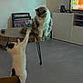 cat, table, cardboard_box, indoor, floor, television, framed_pictures, furniture, playful, curious, stretching, wooden_table, gray_cat, white_cat, black_spots, living_room, home, pet, domestic_animal, cozy