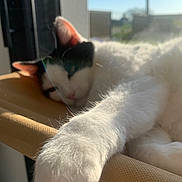 Poule participe au concours pour gagner de l'argent avec cette photo : animal, black_and_white, cat, close_up, cozy, daylight, fabric, feline, fur, indoor, paw, perch, pet, portrait, relaxing, resting, sleeping, sunlight, whiskers, window
