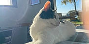 Poule participe au concours pour gagner de l'argent avec cette photo : cat, black_and_white, indoor, sunlight, window, cushion, striped, relaxed, pet, feline, lens_flare, daylight, tree, outdoor_view, glass, home_interior, animal, resting, whiskers, ears