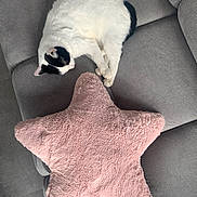 Poule a rejoint le concours — aidez-le/la à gagner de superbes lots ! cat, sleeping, couch, gray, striped, pink, star_shaped_pillow, fluffy, indoor, pet, resting, cozy, feline, home, relaxation, white, black, animal, fur, comfort