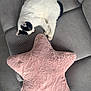 cat, sleeping, couch, gray, striped, pink, star_shaped_pillow, fluffy, indoor, pet, resting, cozy, feline, home, relaxation, white, black, animal, fur, comfort