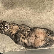 Câline participe au concours pour gagner de l'argent avec cette photo : cat, tabby, pet, animal, feline, lying_down, beige, fur, whiskers, paw, tail, cute, domestic_cat, indoor, resting, expression, texture, floor, playful, surprised