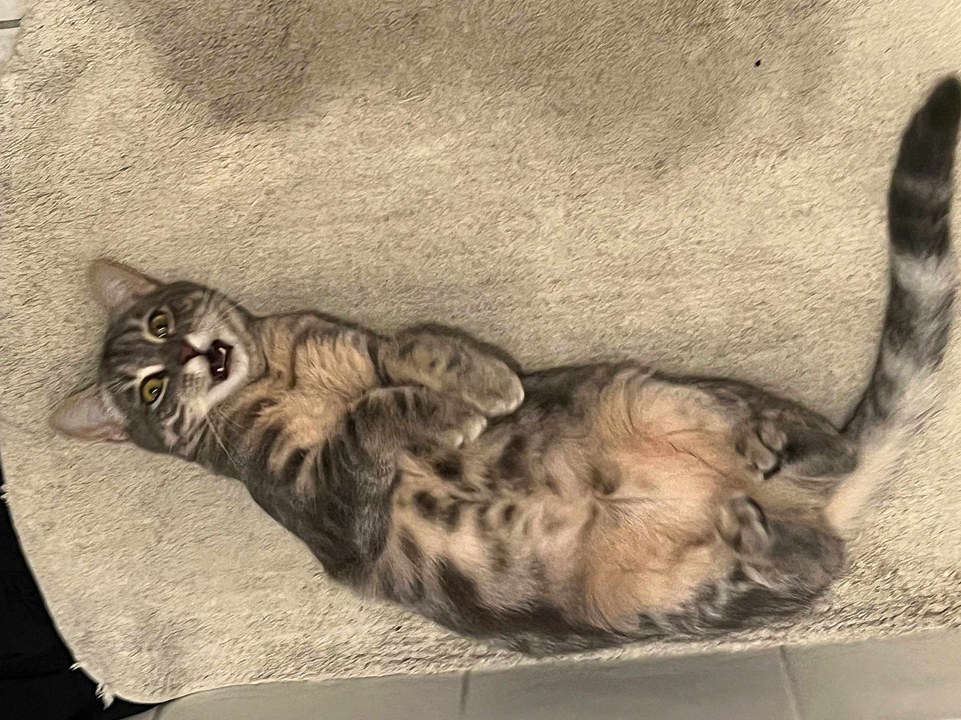 Câline participe au concours pour gagner de l'argent avec cette photo : cat, tabby, pet, animal, feline, lying_down, beige, fur, whiskers, paw, tail, cute, domestic_cat, indoor, resting, expression, texture, floor, playful, surprised