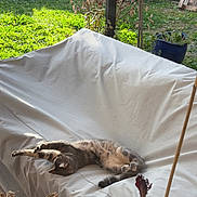 Câline a rejoint le concours — aidez-le/la à gagner de superbes lots ! animal, cactus, cat, daylight, fur, garden, greenery, leaf, lounge_chair, nature, outdoor, peaceful, pet, plants, potted_plants, relaxation, resting, shrub, stretching, sunlight