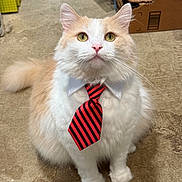 Sig is registered to the contest to win money with this photo: cat, fluffy, tie, collar, pet, indoor, sitting, curious, cream_color, white_color, floor, concrete, business, costume, animal, whiskers, ears, feline, domestic, cute