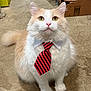 cat, fluffy, tie, collar, pet, indoor, sitting, curious, cream_color, white_color, floor, concrete, business, costume, animal, whiskers, ears, feline, domestic, cute