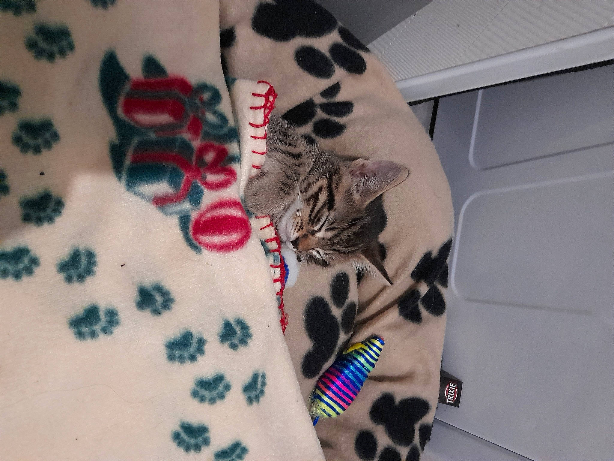 Simba a rejoint le concours — aidez-le/la à gagner de superbes lots ! carmine, fashion_accessory, felidae, font, foot, fur, hand, human_leg, jewellery, linens, nail, pattern, sleeve, small_to_medium_sized_cats, sportswear, temporary_tattoo, textile, thigh, whiskers, white