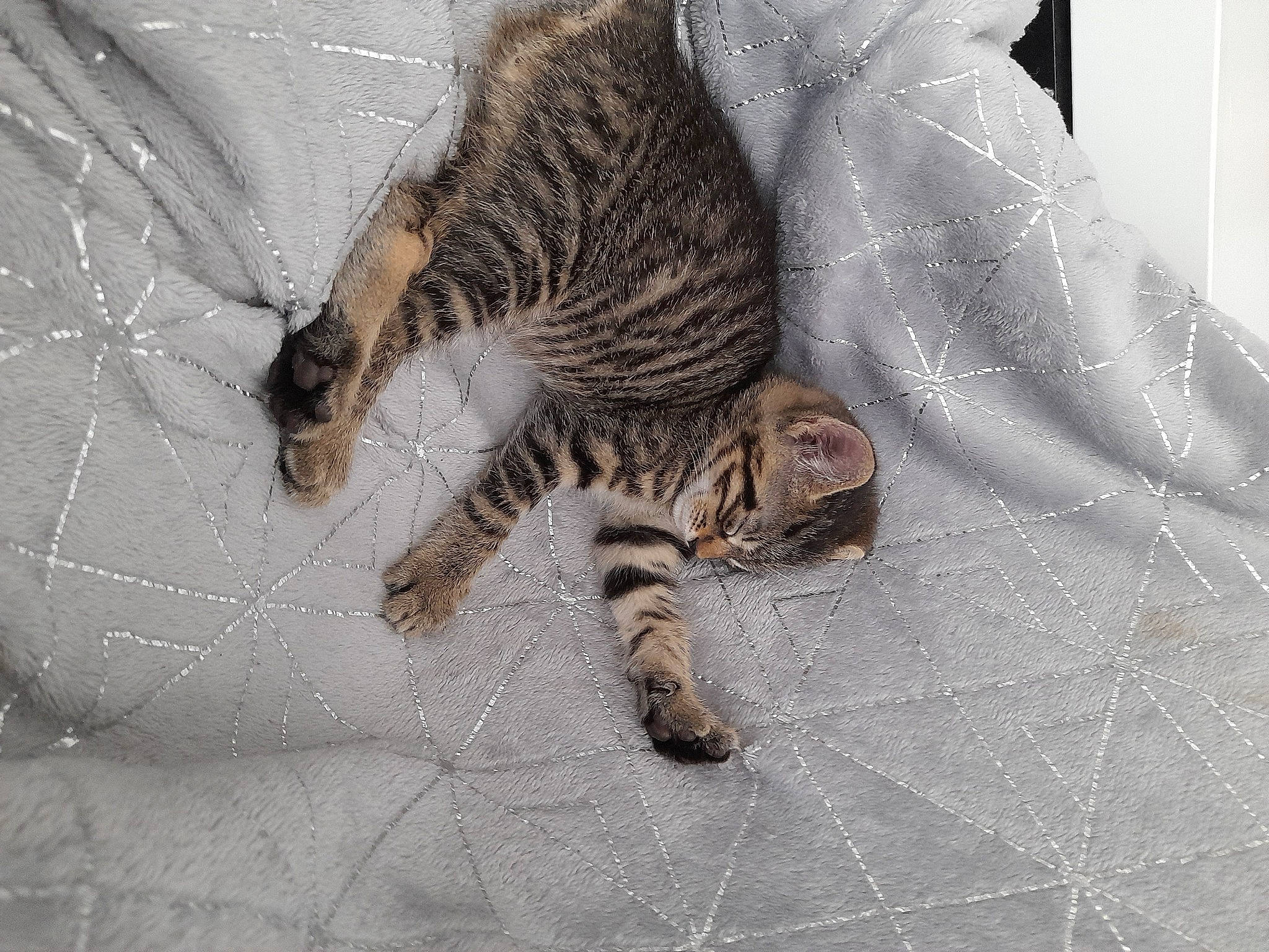 Simba a rejoint le concours — aidez-le/la à gagner de superbes lots ! big_cats, carnivore, cat, claw, domestic_short_haired_cat, felidae, foot, fur, grey, nap, pattern, paw, sleep, small_to_medium_sized_cats, snout, tail, terrestrial_animal, whiskers, wildlife