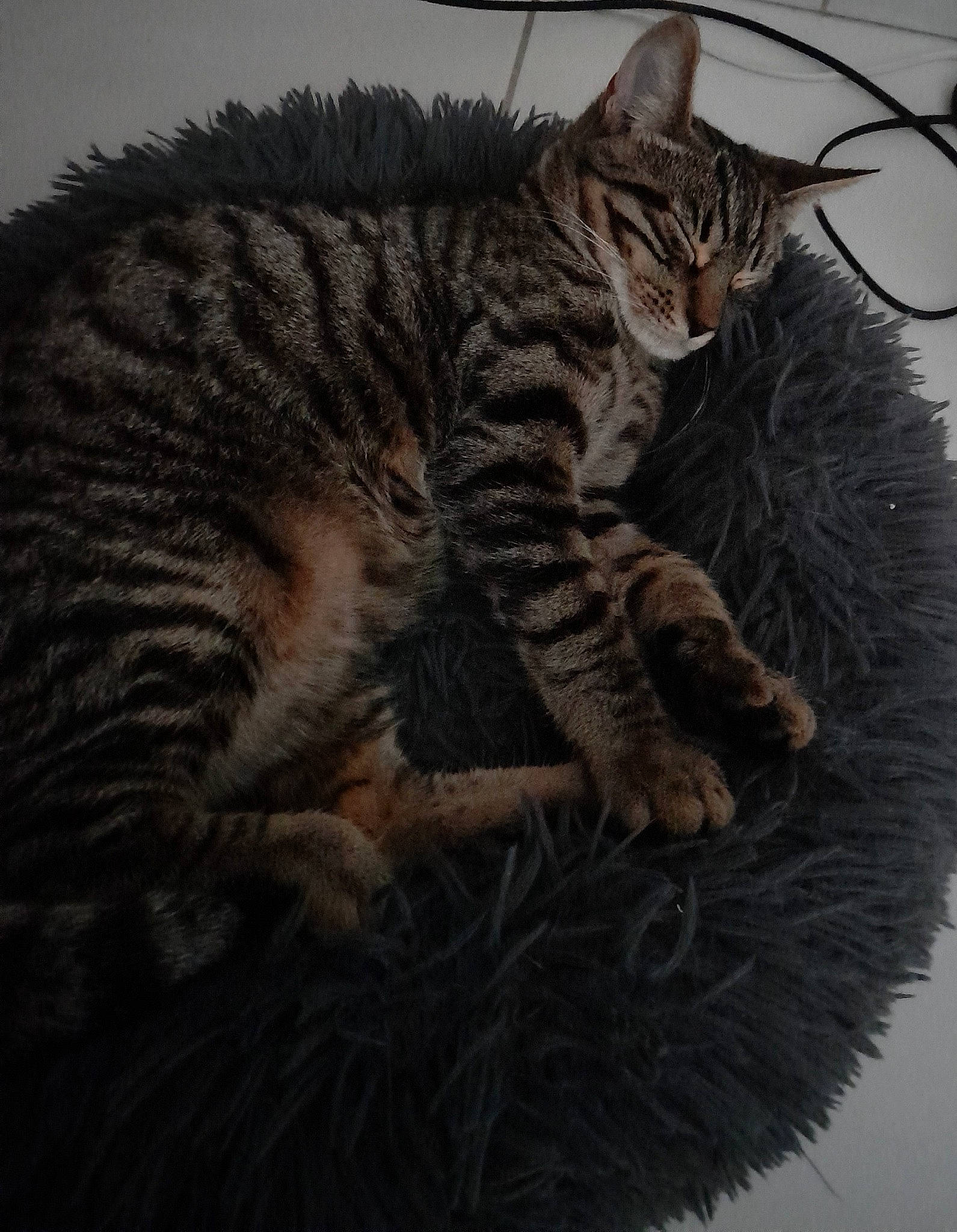 Simba participe au concours pour gagner de l'argent avec cette photo : carnivore, cat, cat_supply, claw, domestic_short_haired_cat, eye, felidae, foot, fur, head, paw, plant, small_to_medium_sized_cats, snout, tail, terrestrial_animal, tree, whiskers, wildlife, window