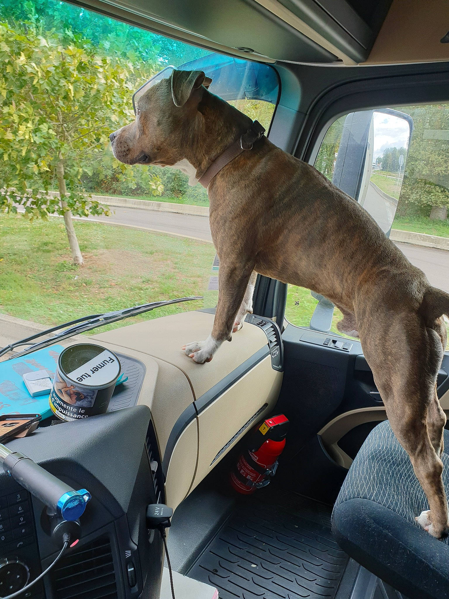 Nexonn a rejoint le concours — aidez-le/la à gagner de superbes lots ! american_pit_bull_terrier, canidae, carnivore, dog, dog_breed, fawn, non_sporting_group, snout, vehicle