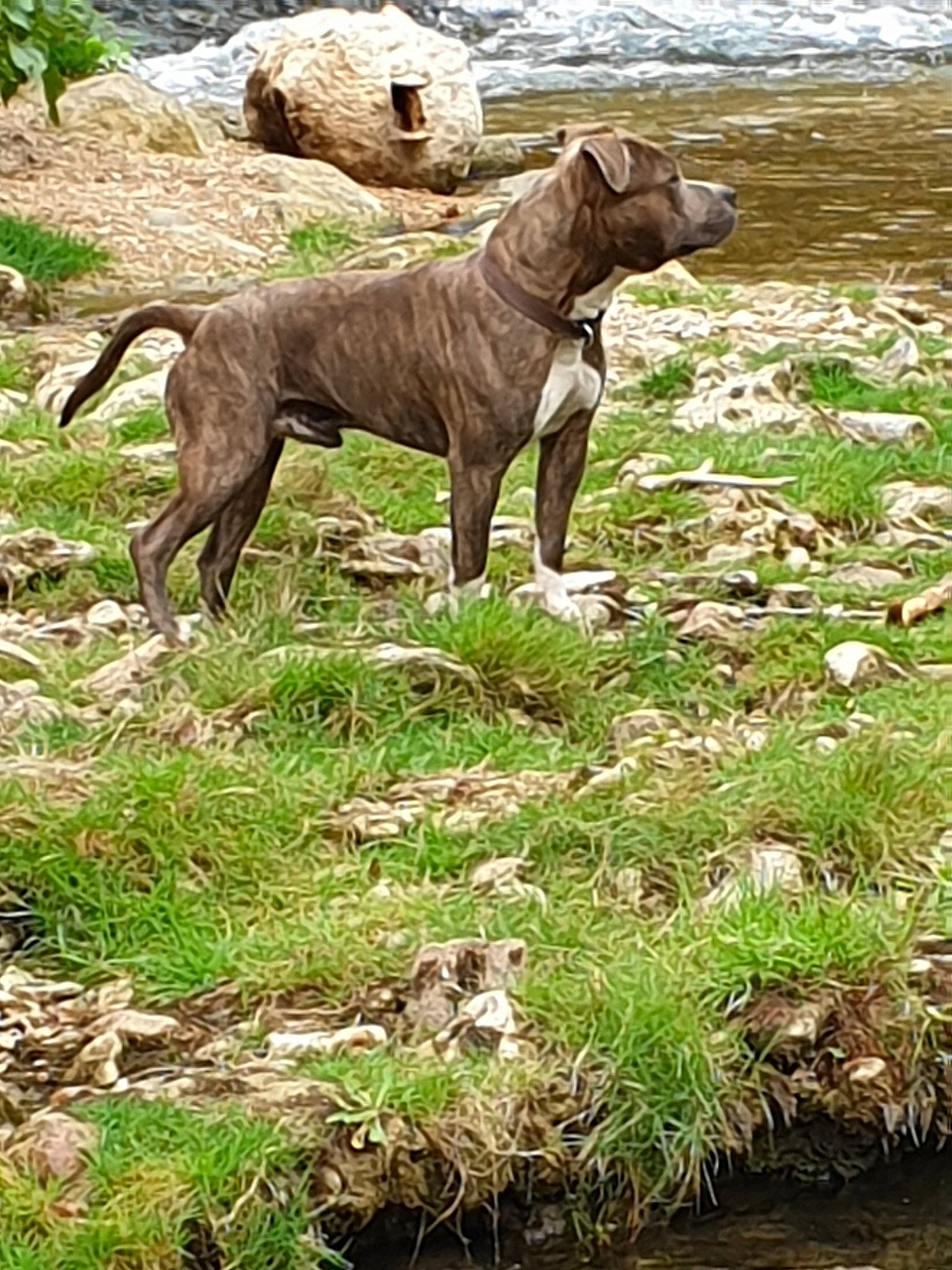 Nexonn a rejoint le concours — aidez-le/la à gagner de superbes lots ! alaunt, american_pit_bull_terrier, canidae, carnivore, cimarron_uruguayo, dog, dog_breed, dogo_sardesco, hunting_dog, mammal, non_sporting_group, perro_de_presa_canario, vertebrate