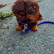 Ange participe au concours pour gagner de l'argent avec cette photo : puppy, dog, brown, leash, collar, outdoor, pavement, pet, animal, cute, small, fur, young, walking, companion, curious, side_view, sitting, closeup, nature