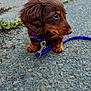puppy, dog, brown, leash, collar, outdoor, pavement, pet, animal, cute, small, fur, young, walking, companion, curious, side_view, sitting, closeup, nature