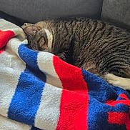 Milo joined the competition — help win amazing prizes! blanket, blue, cat, couch, cozy, curled_up, domestic_cat, fur, indoor, nap, pattern, paw, pet, red, sleeping, stripes, tabby, textile, whiskers, white