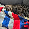 blanket, blue, cat, couch, cozy, curled_up, domestic_cat, fur, indoor, nap, pattern, paw, pet, red, sleeping, stripes, tabby, textile, whiskers, white