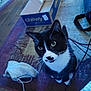 cat, tuxedo_cat, indoor, carpet, shoe, cardboard_box, cable, curious, yellow_eyes, floor, pet, whiskers, black_and_white, domestic_cat, feline, animal, household, looking_up, sitting, toy_box