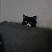 Olie joined the competition — help win amazing prizes! cat, couch, cozy, domestic, feline, grey_furniture, hiding, indoor, living_room, low_light, peeking, pet, portrait, sofa, suspicious, tuxedo_cat, upholstery, wall_texture, whiskers, yellow_eyes