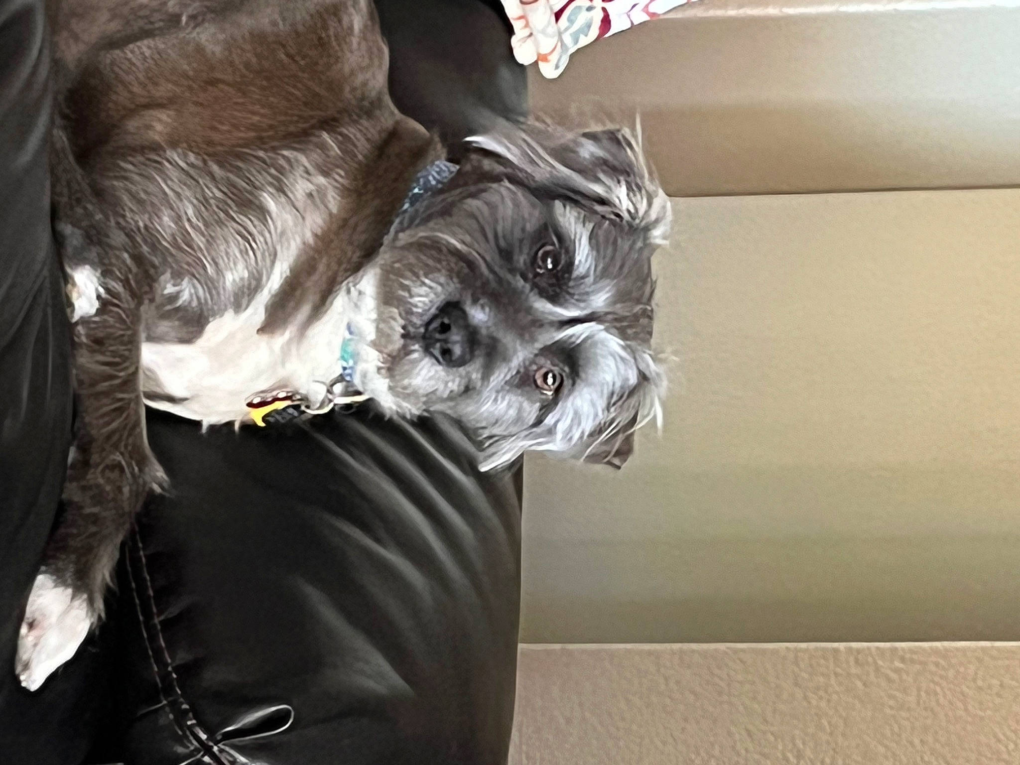 Sox joined the competition — help win amazing prizes! canidae, carnivore, chinese_crested_dog, comfort, companion_dog, dog, dog_breed, dog_supply, fictional_character, formal_wear, fur, grey, personal_protective_equipment, room, schnauzer, sleeve, snout, sporting_group, toy_dog, wrinkle