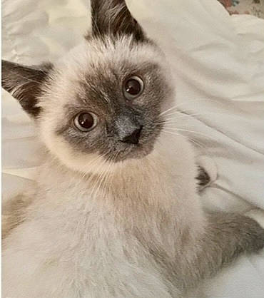 Ziggy Stardust is registered to the contest to win money with this photo: balinese, birman, carnivore, cat, fawn, felidae, fur, iris, ragdoll, siamese, small_to_medium_sized_cats, snout, terrestrial_animal, thai, whiskers