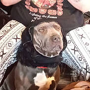 Alakane joined the competition — help win amazing prizes! dog, pet, hood, black, white_spot, tattoos, person, arms, patterned_pants, indoor, seated, animal, companion, furry, face, clothing, closeup, sitting, calm, portrait