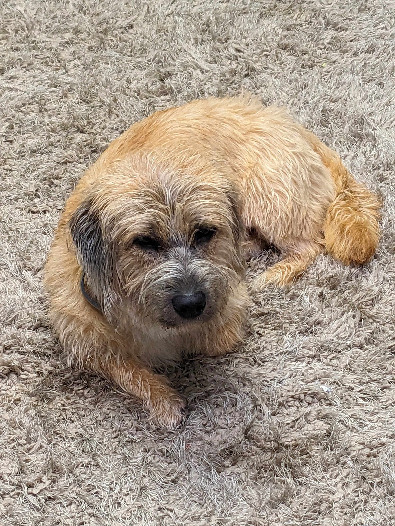 Koda