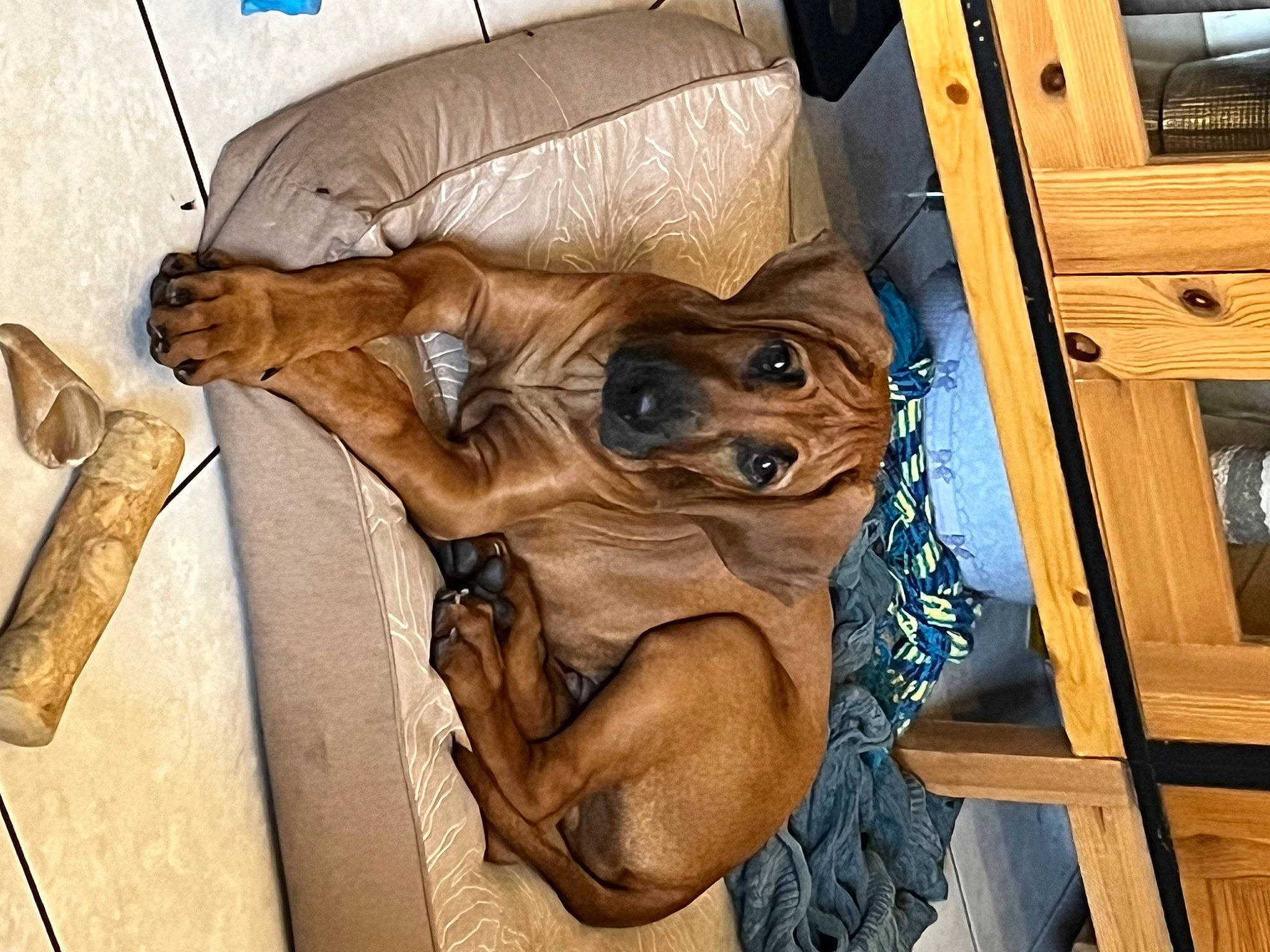 Ubha participe au concours pour gagner de l'argent avec cette photo : art, canidae, carnivore, carving, comfort, companion_dog, dog, dog_breed, fawn, flooring, fur, hardwood, liver, non_sporting_group, puppy, snout, sporting_group, wood, working_animal