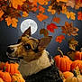 dog, corgi, pumpkin, autumn_leaves, full_moon, fall, night_sky, pumpkin_patch, orange, foliage, portrait, pet, whimsical, seasonal, ears_up, looking_back, edited_background, decorative_background, cute, spooky