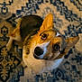 Bailey joined the competition — help win amazing prizes! dog, corgi, pet, close_up, looking_up, eye_contact, ears, nose, fur, brown_and_white, patterned_rug, indoor, portrait, sitting, adorable, companion, friendly, bokeh_background, floor_rug, canine