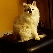 Aja participe au concours pour gagner de l'argent avec cette photo : cat, fluffy, cream_color, sitting, indoor, furniture, black_cushion, curious, pet, animal, domestic, face_markings, whiskers, ears, tail, fur, household, warm_lighting, wall, power_outlet