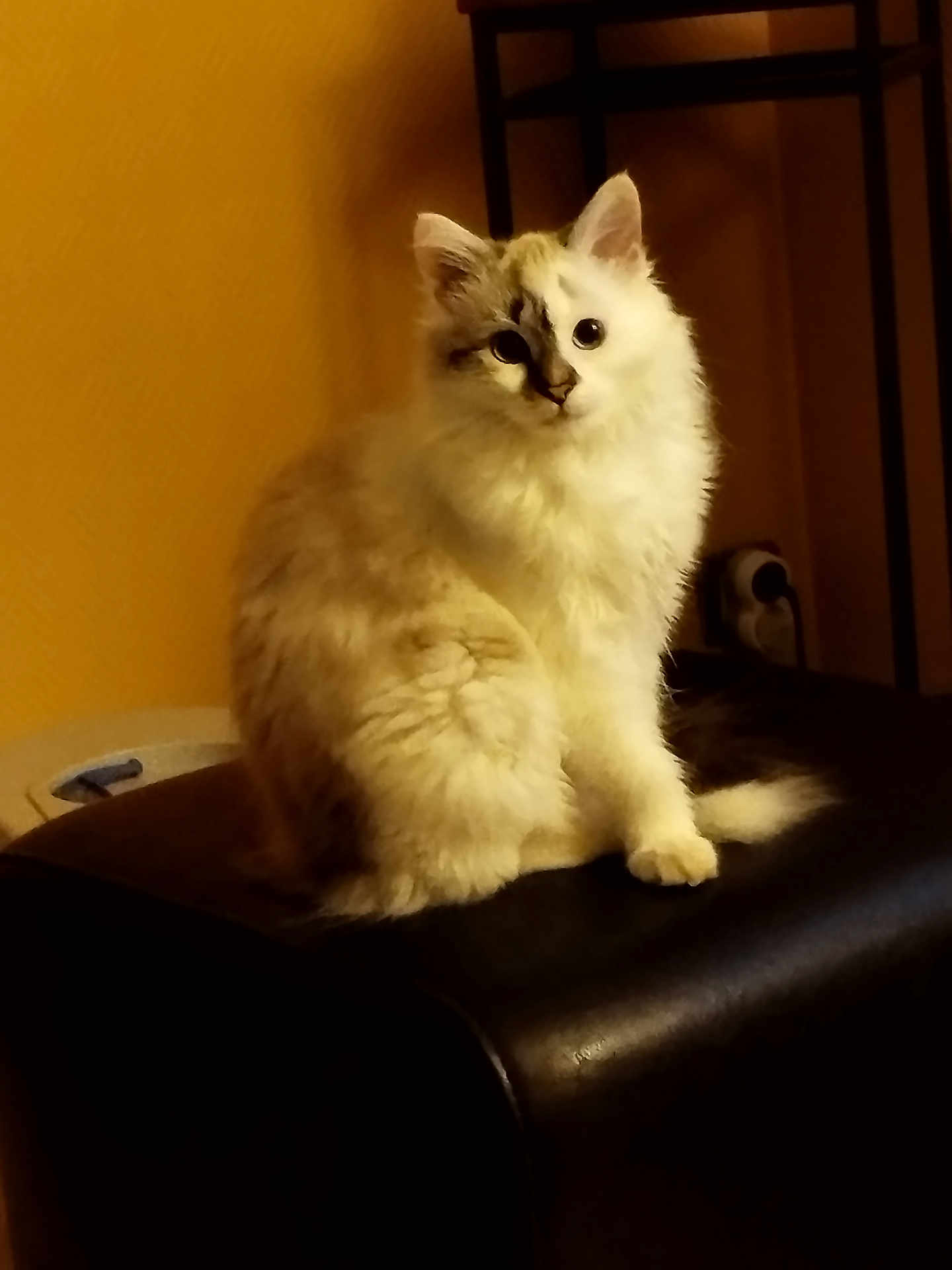 Aja participe au concours pour gagner de l'argent avec cette photo : cat, fluffy, cream_color, sitting, indoor, furniture, black_cushion, curious, pet, animal, domestic, face_markings, whiskers, ears, tail, fur, household, warm_lighting, wall, power_outlet