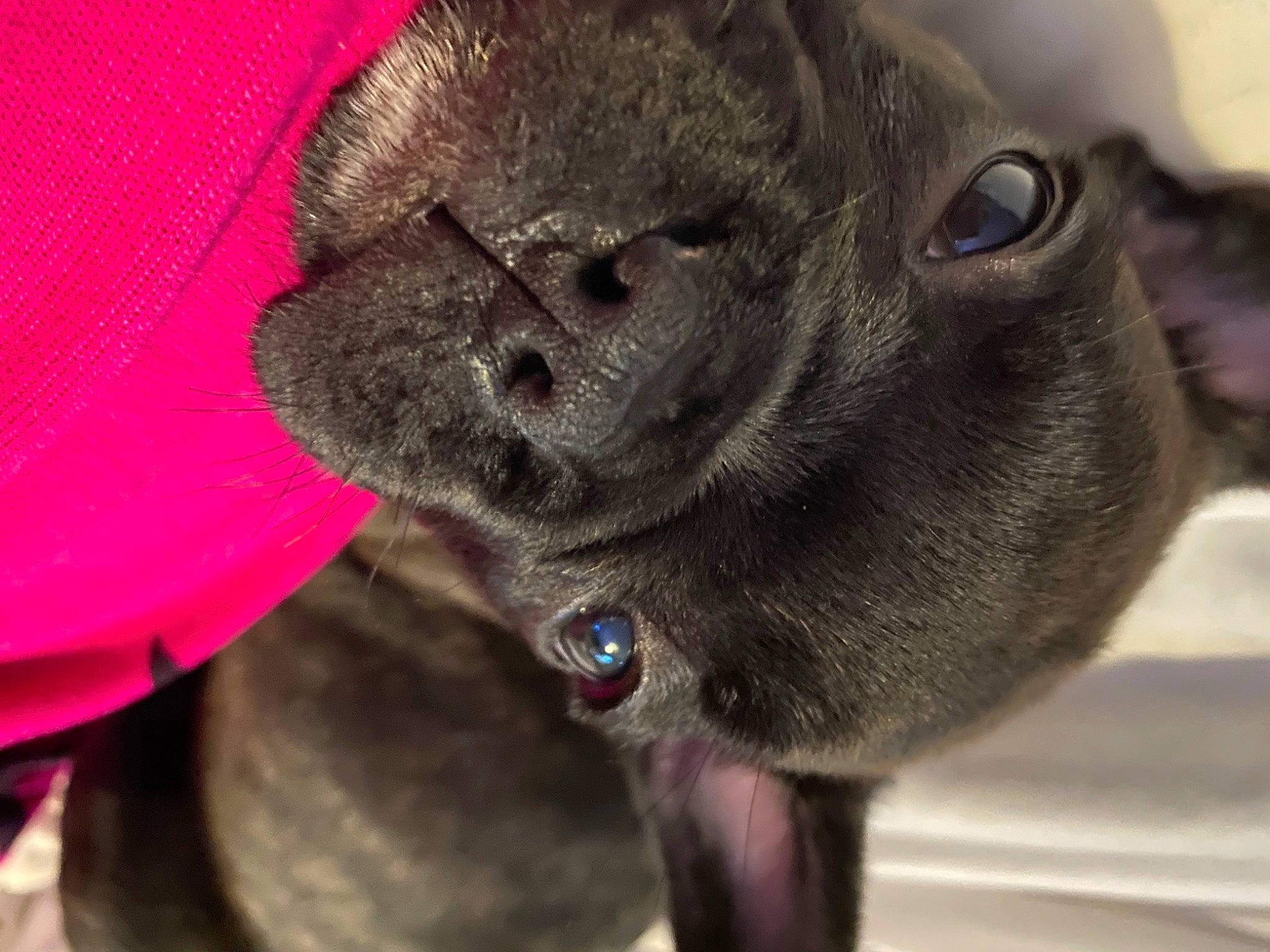 Rolo is registered to the contest to win money with this photo: canidae, carnivore, dog, dog_breed, fawn, mammal, non_sporting_group, puppy, snout, sporting_group