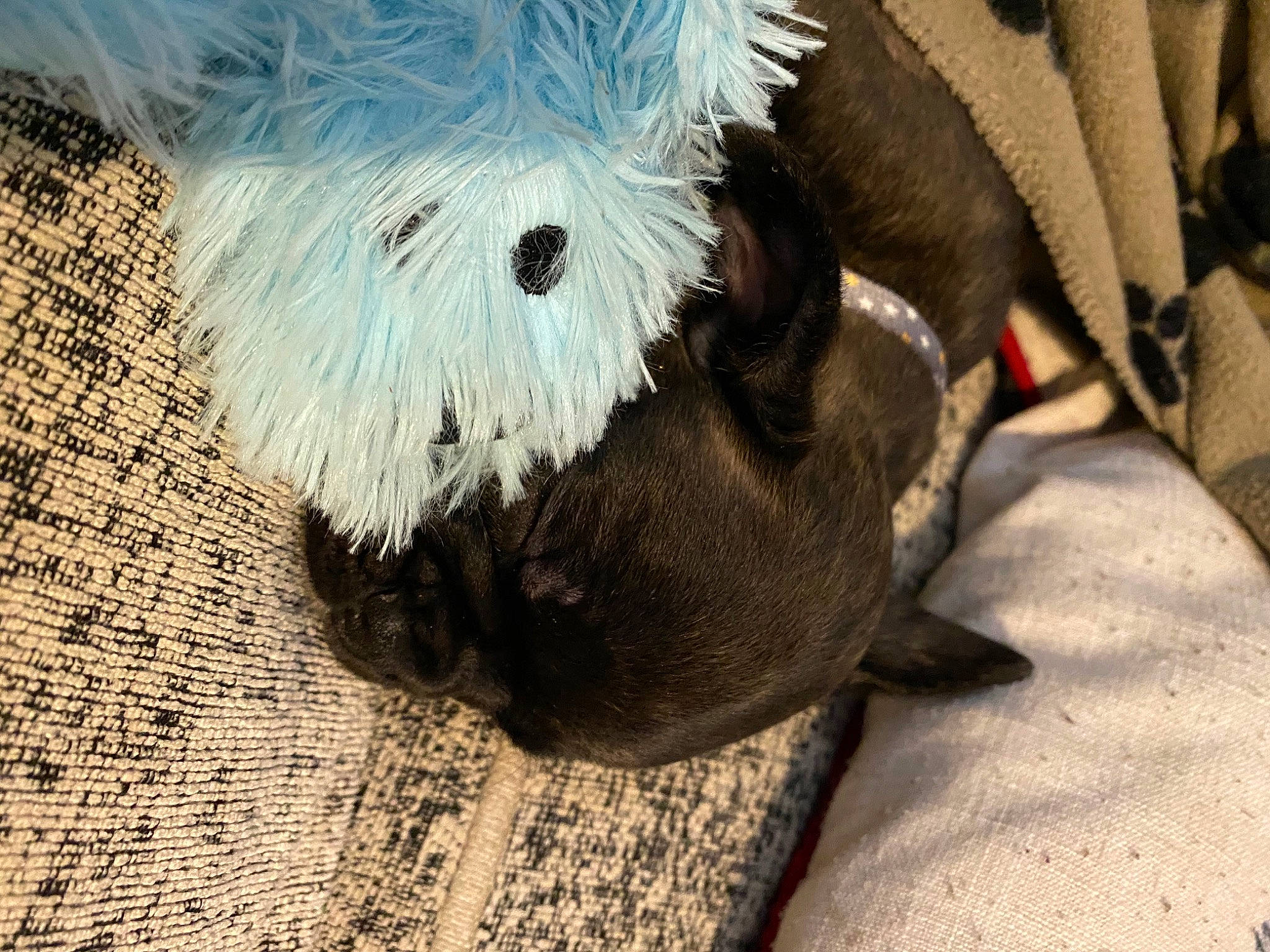 Rolo is registered to the contest to win money with this photo: canidae, carnivore, dog, dog_breed, fur, non_sporting_group, puppy, shih_tzu, stuffed_toy, toy_dog