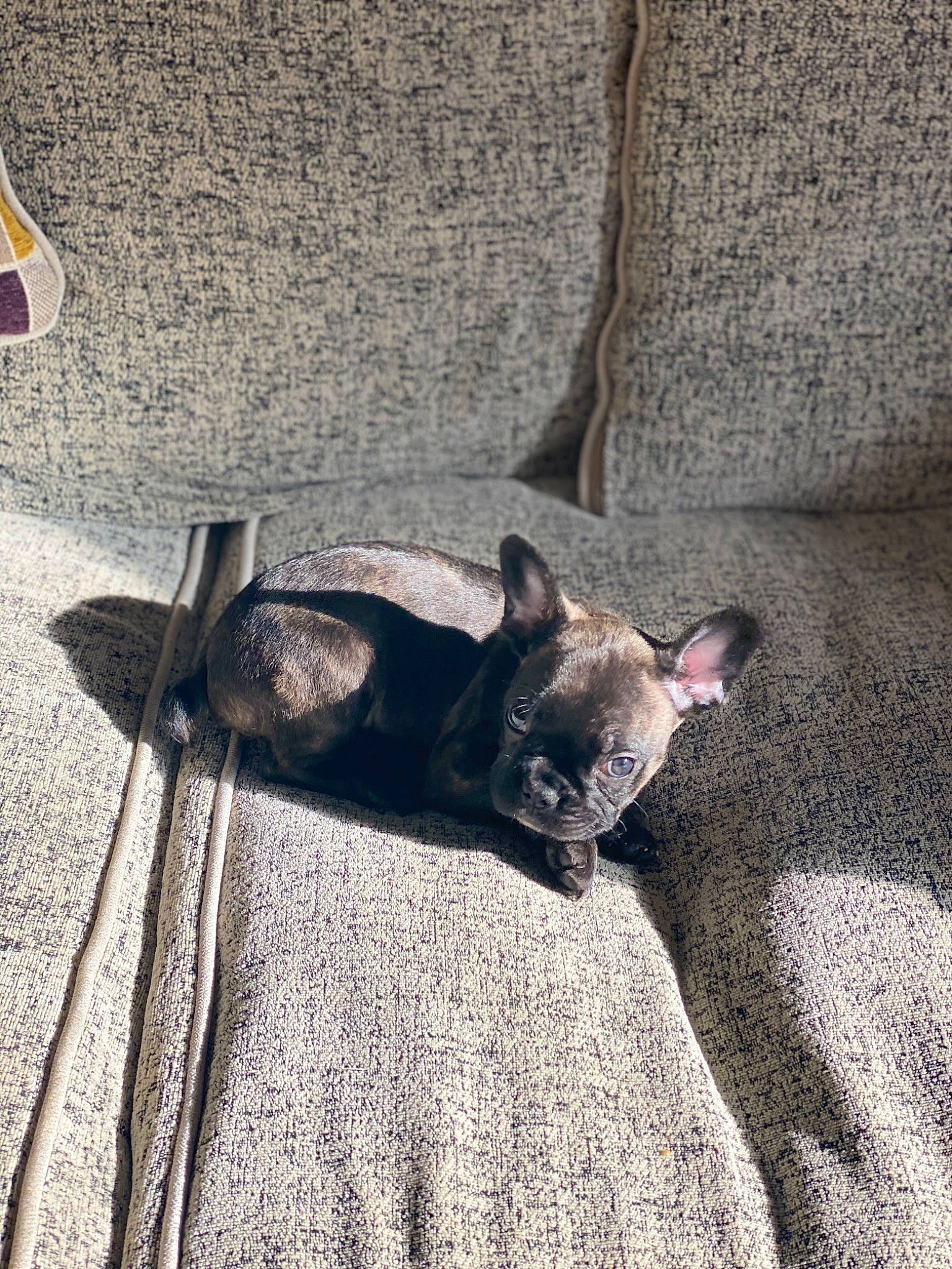 Rolo joined the competition — help win amazing prizes! canidae, carnivore, cat, dog, dog_breed, ear, fawn, felidae, french_bulldog, mammal, non_sporting_group, puppy, snout